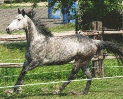 horse Justy (Thoroughbred, 2002, from Big Shuffle xx)