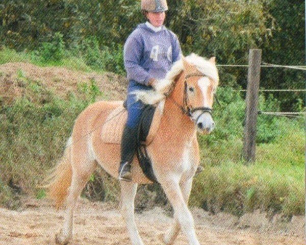 horse Albano (Haflinger, 2005, from Aghai)