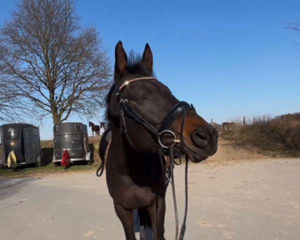 dressage horse Blitzlicht Affäre (Trakehner, 2011, from Sweet Affair)