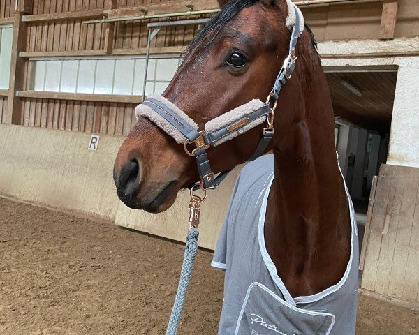 jumper Felicio 14 (German Sport Horse, 2017, from Fuechtels Floriscount OLD)