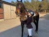 jumper Quintano 39 (Holsteiner, 2008, from Quo Vados I)