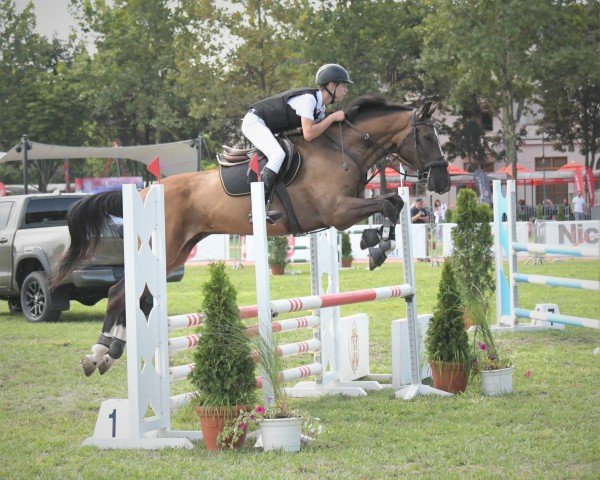 horse Casco (Hungarian Warmblood, 2013, from Calato)