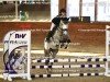 Springpferd Ice Ice Lady (Ungarisches Warmblut, 2018)