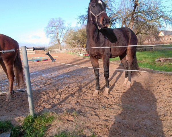 dressage horse Stute von Foundation / San Remo (Mecklenburg, 2022, from Foundation 2)
