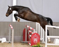 jumper Cerveza por favor (Westphalian, 2021, from Cornet's Boy RM)