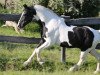 stallion Shetan (Pinto with riding horses pedigree, 1991, from Samber)