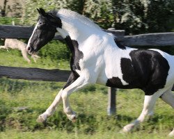 stallion Shetan (Pinto with riding horses pedigree, 1991, from Samber)