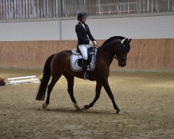 dressage horse Dusty (German Riding Pony, 1994, from Dressman)