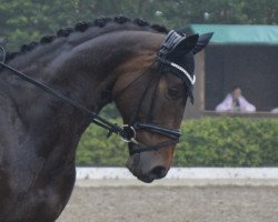 dressage horse Bella Lotta 3 (Westphalian, 2013, from Bon Bravour)