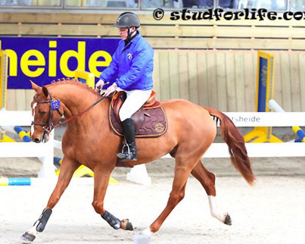 stallion Chic Manciais Z (Zangersheide riding horse, 2010, from Crown Z)