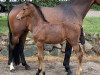 jumper Cornets Brownie S (Holsteiner, 2019, from Cornet Obolensky)