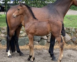 jumper Cornets Brownie S (Holsteiner, 2019, from Cornet Obolensky)