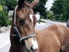jumper Stute von Diamant de Semilly / Contender (Holsteiner, 2021, from Diamant de Semilly)