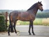 Deckhengst Hb Daily Sunshine (Deutsches Reitpony, 2015, von Daily Pleasure WE)