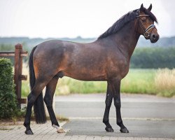 stallion Hb Daily Sunshine (German Riding Pony, 2015, from Daily Pleasure WE)