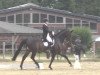 dressage horse Dark Infinity (Hanoverian, 2011, from Don Schufro)