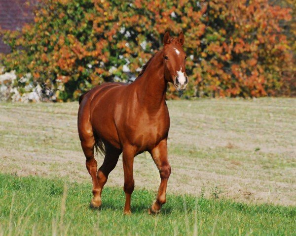 Springpferd Utola-WM (Deutsches Sportpferd, 2022, von Courtier)