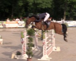 jumper Chaccobel (Oldenburg show jumper, 2009, from Chacco-Blue)