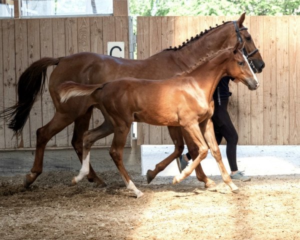 Springpferd Nice and Easy (Holsteiner, 2021, von Nixon van 't Meulenhof)