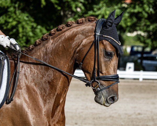dressage horse Fion D'Or (Hanoverian, 2018, from Finnigan)