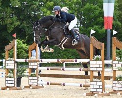 jumper Staedtebahn's Longines (Holsteiner, 2012, from Larimar)