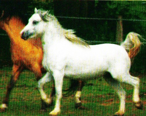 Pferd Criccieth Mindy (Welsh Mountain Pony (Sek.A), 2010, von Criccieth Arwr)