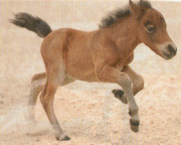 horse Collins (Falabella, 2011, from A Confetti Kiss)