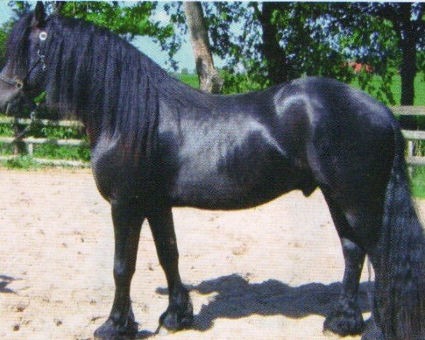 horse Benny (Friese, 2008, from Arjon Z)