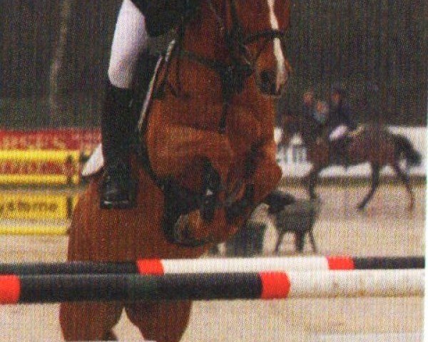 horse Donaldson (Dutch Pony, 2004, from Kantje's Carlando)