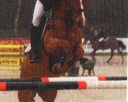 horse Donaldson (Dutch Pony, 2004, from Kantje's Carlando)