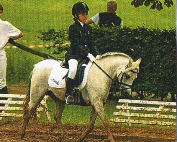 broodmare Double P's Mandy (Welsh mountain pony (SEK.A), 1992, from Nachtegaal's Captain)