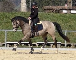 dressage horse GS Dream Space (German Riding Pony, 2021, from Double Cream)