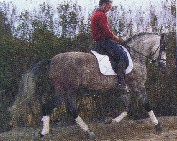 horse Renidor (Pura Raza Espanola (PRE), 2000, from Remache)