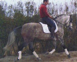horse Renidor (Pura Raza Espanola (PRE), 2000, from Remache)