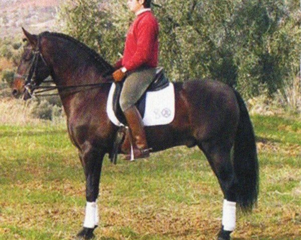 horse Rector VII (Pura Raza Espanola (PRE), 2000, from Remache)
