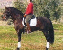 horse Rector VII (Pura Raza Espanola (PRE), 2000, from Remache)