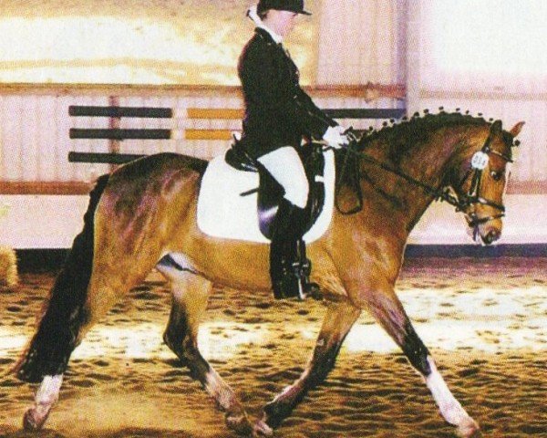 Pferd Leon (Deutsches Reitpony, 1998, von Losander)