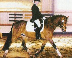 horse Leon (German Riding Pony, 1998, from Losander)