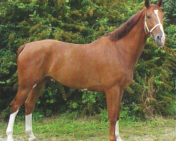 horse Lando (Westphalian, 1998, from Lamoureux I)