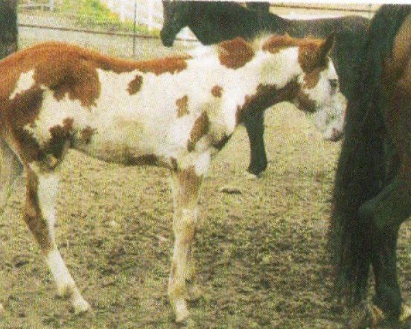 horse Surprice (Paint Horse, 2005, from A Little Freedom)