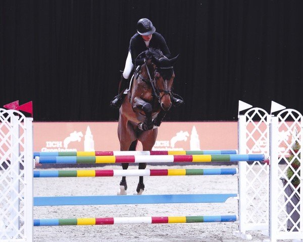 stallion Luigi vd Zeijerweg Sb (Zangersheide riding horse, 2019, from Luigi D'Eclipse)