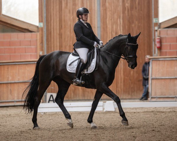 dressage horse Sweet Love for Harry H.U. (Westphalian, 2015, from San Amour I)
