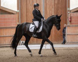 dressage horse Sweet Love for Harry H.U. (Westphalian, 2015, from San Amour I)