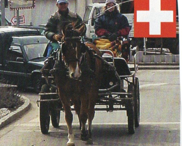 horse Seline (Freiberger, 1999, from Romarin)