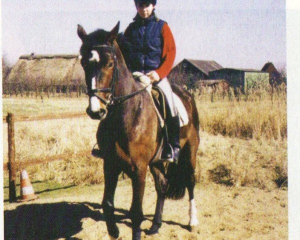 horse Sherzando (Hanoverian, 1998, from Sherwood)