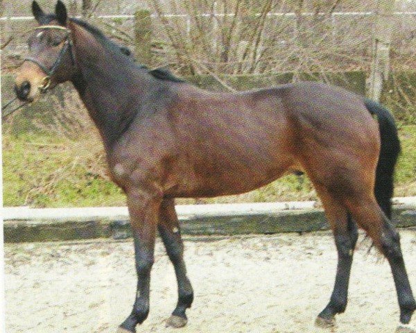 Pferd Dreamer v.d.Hei (Trakehner, 2001, von Latimer)