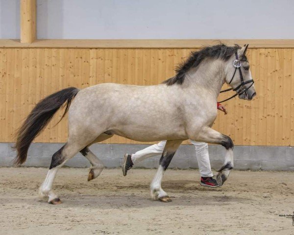 Deckhengst Cornwall Optimus Prime (Welsh-Cob (Sek. D), 2021, von Gwynfaes Orig)