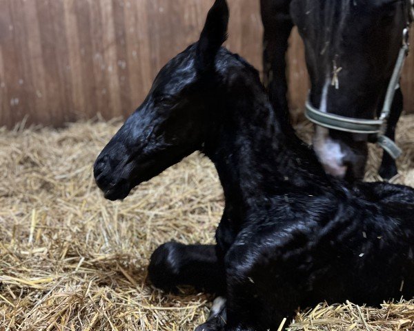 foal by Stute von Total Hope / Asgard`s Ibiza (Westphalian, 2025, from Total Hope OLD)