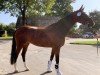 dressage horse Felissara (Hanoverian, 2017, from Fürst Belissaro)