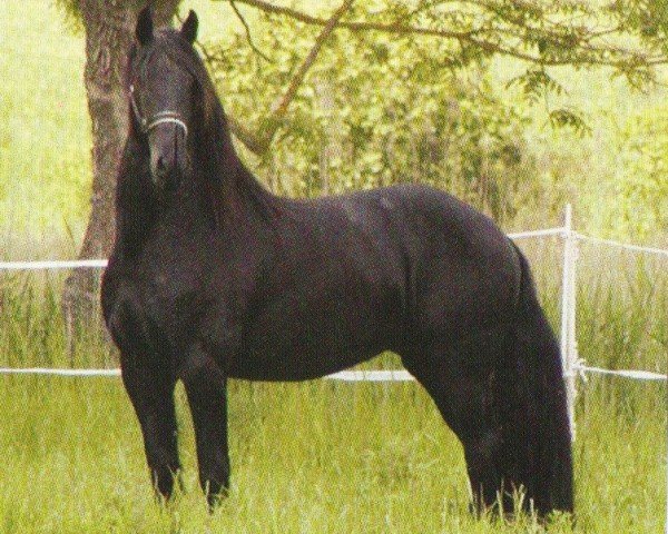 horse Gerbrand (Friese, 2002, from Fetse 349)